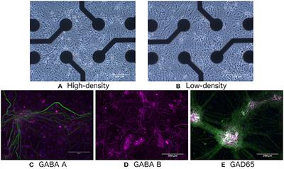 Neuronal avalanche dynamics and functional connectivity elucidate information propagation in vitro